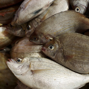 peche-griset-a-dieppe.jpg