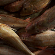 peche-grondin-a-dieppe.jpg